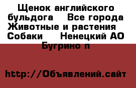 Щенок английского бульдога  - Все города Животные и растения » Собаки   . Ненецкий АО,Бугрино п.